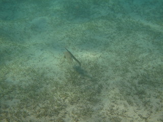 coralli e pesci del mare © paolo
