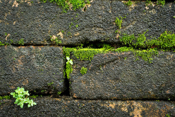 old bricks wall and green lemon grass