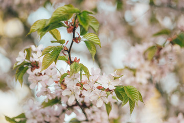 Flower bunches of the cherry blossoms tree