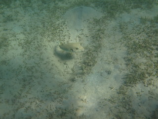 coralli e pesci del mare © paolo