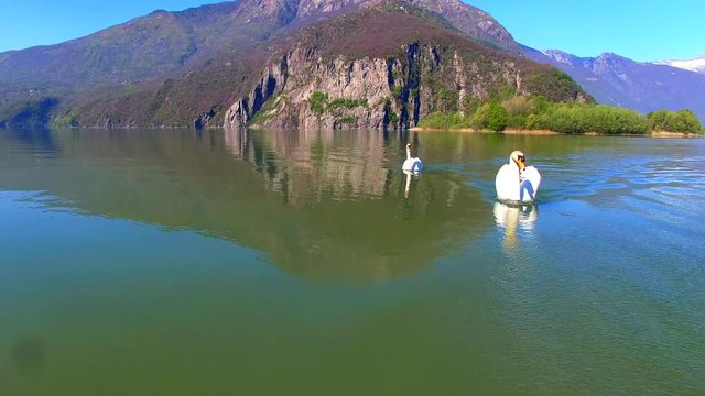Aerial 4k - Riserva Naturale di Pian di Spagna - Lombardia (IT) - Coppia di cigni reali 