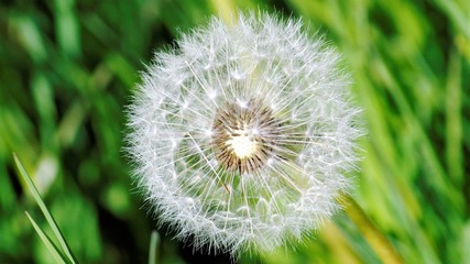 Fototapeta premium sopla