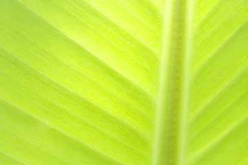 Banana leaf texture background of backlight fresh green.