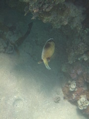 coralli e pesci del mare © paolo