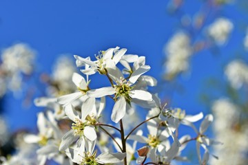 weiße Blüten in der Sonne