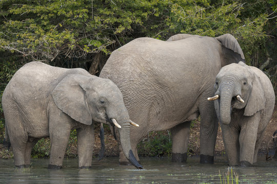 African bush elephant or African elephant (Loxodonta africana) drinking. KwaZulu Natal. South Africa