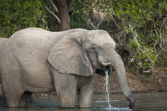 African bush elephant or African elephant (Loxodonta africana) drinking. KwaZulu Natal. South Africa