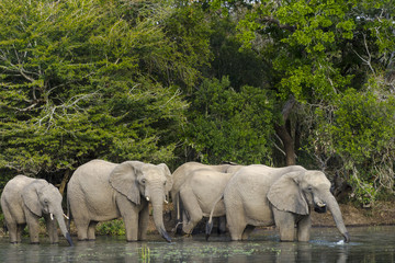 African bush elephant or African elephant (Loxodonta africana) drinking. KwaZulu Natal. South Africa