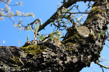 Alter Birnenbaum mit Blüten und Moos im Frühjahr