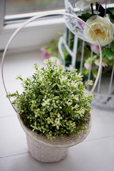A basket of flowers standing on the windowsill.Wildflowers fine in green and white.