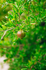 The medium-sized pomegranate fruit on the tree green in Montenegro.