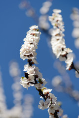 Tree of flowering apricot