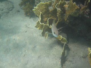 coralli e pesci del mare © paolo