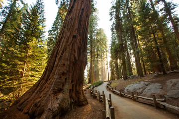 Sunset in Sequoia national park in California, USA