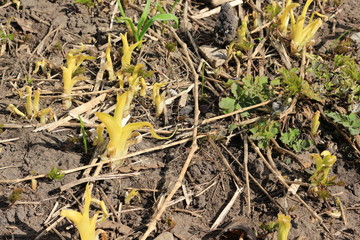 первые весенние растения