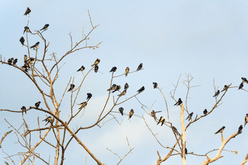 Swallows on blue sky background