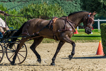 Attelage, dressage, maniabilité.