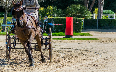 Attelage, dressage, maniabilit&eacute;.