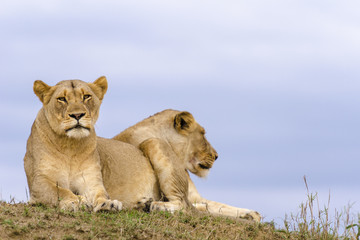 Plakat Lion (Panthera leo). KwaZulu Natal. South Africa