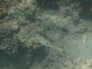 coralli e pesci del mare © paolo