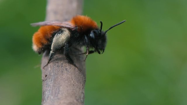 Tawny mining bee (Andrena fulva). Female solitary mining bee with dirt on legs after digging