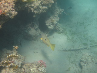 coralli e pesci del mare © paolo