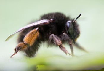 Hairy-footed flower bee (Anthophora plumipes) profile. Large female bee in the family Apidae, with orange pollen brush on hind legs