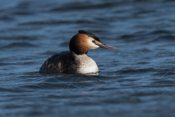 Great crested grebe (Podiceps cristatus) female. Elegant waterbird in the family Podicipedidae swimming on lake at Cardiff Bay, Wales, UK