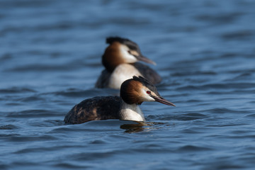Great crested grebe (Podiceps cristatus) pair. Elegant waterbirds in the family Podicipedidae swimming on lake at Cardiff Bay, Wales, UK
