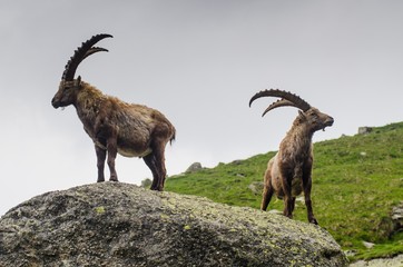 Alpine ibexes standing on rock at Gran Paradiso National Park