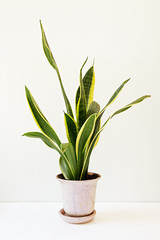 Sansevieria trifasciata, or the Mother-in-Law's Tongue in an old flowerpot.