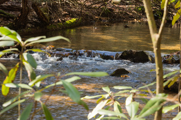 Forest Stream