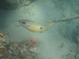 coralli e pesci del mare © paolo