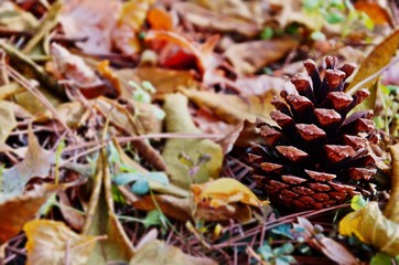 Pine Cone With Leaves - Çam kozalağı