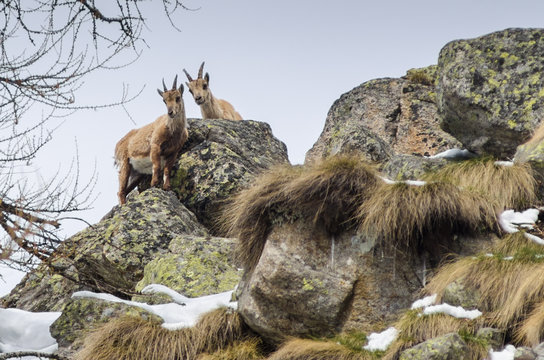 Alpine ibexes standing on rock at Gran Paradiso National Park