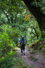 Fototapeta premium Trekker in forest on Manaslu circuit trek in Himalayas