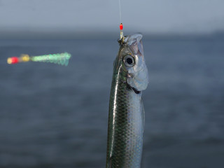 herring fish - 144056856