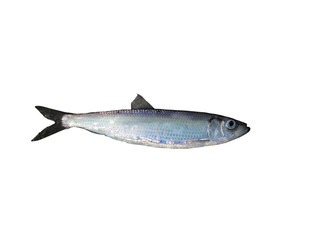 fresh herring