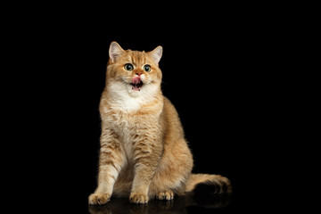 Obraz premium Gorgeous British Cat with Gold chinchilla Fur, Green eyes Sitting and Lick on Isolated Black Background, front view