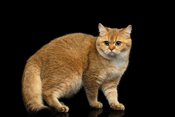 Furry British Cat with Gold chinchilla Fur, Green eyes Standing on Isolated Black Background, side view