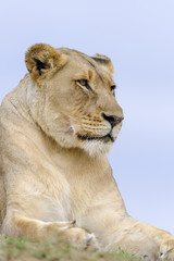 Obraz na płótnie Canvas Lion (Panthera leo). KwaZulu Natal. South Africa