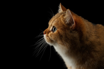 Close-up Portrait of British Cat with Gold chinchilla Fur, Green eyes and wide face, on Isolated Black Background, Profile view