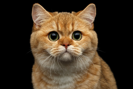 Close-up Portrait of British Cat with Gold chinchilla Fur, Green eyes and wide face, Stare in camera on Isolated Black Background, front view