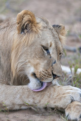 Lion (Panthera leo) licking its paw. KwaZulu Natal. South Africa