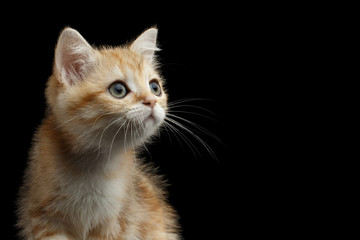 Close-up Portrait of British Kitten with Red Fur and Green eyes Stare at side on Isolated Black Background, profile view
