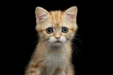 Close-up Portrait of British Kitten with Red Fur , Green eyes and Ears from Fox, Stare in camera on Isolated Black Background, front view