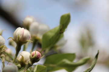 Alter Birnenbaum mit Blüten und Moos im Frühjahr