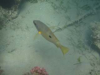 coralli e pesci del mare © paolo