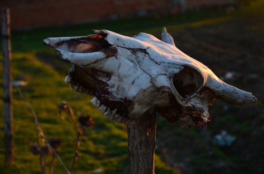 Death Bull Head on Staff