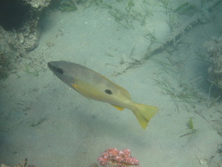 coralli e pesci del mare © paolo